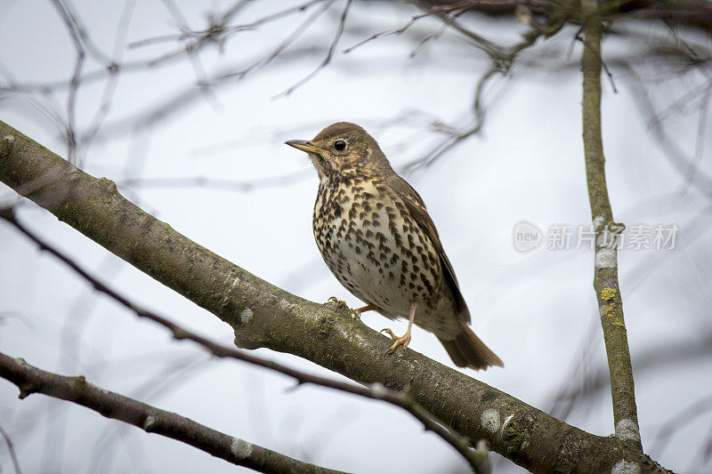 歌鸫(Turdus philomelos)